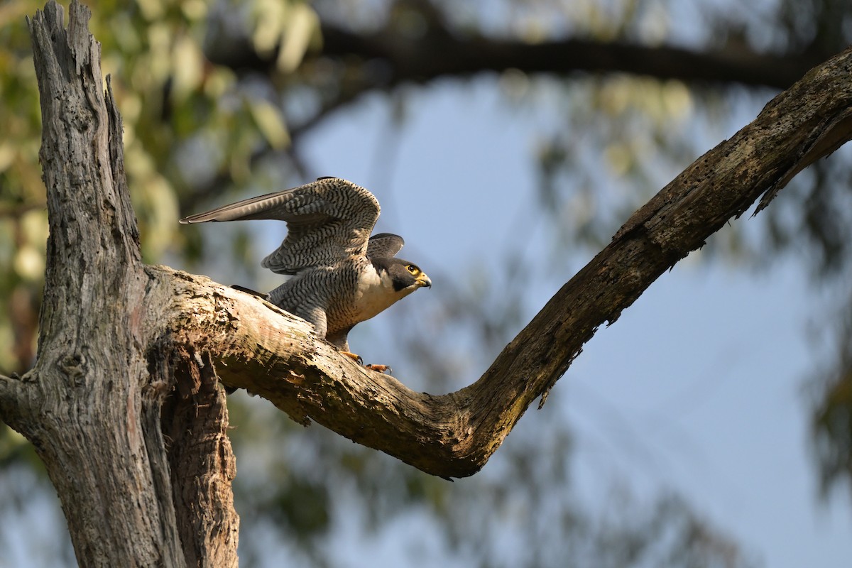 Peregrine Falcon - ML625009971