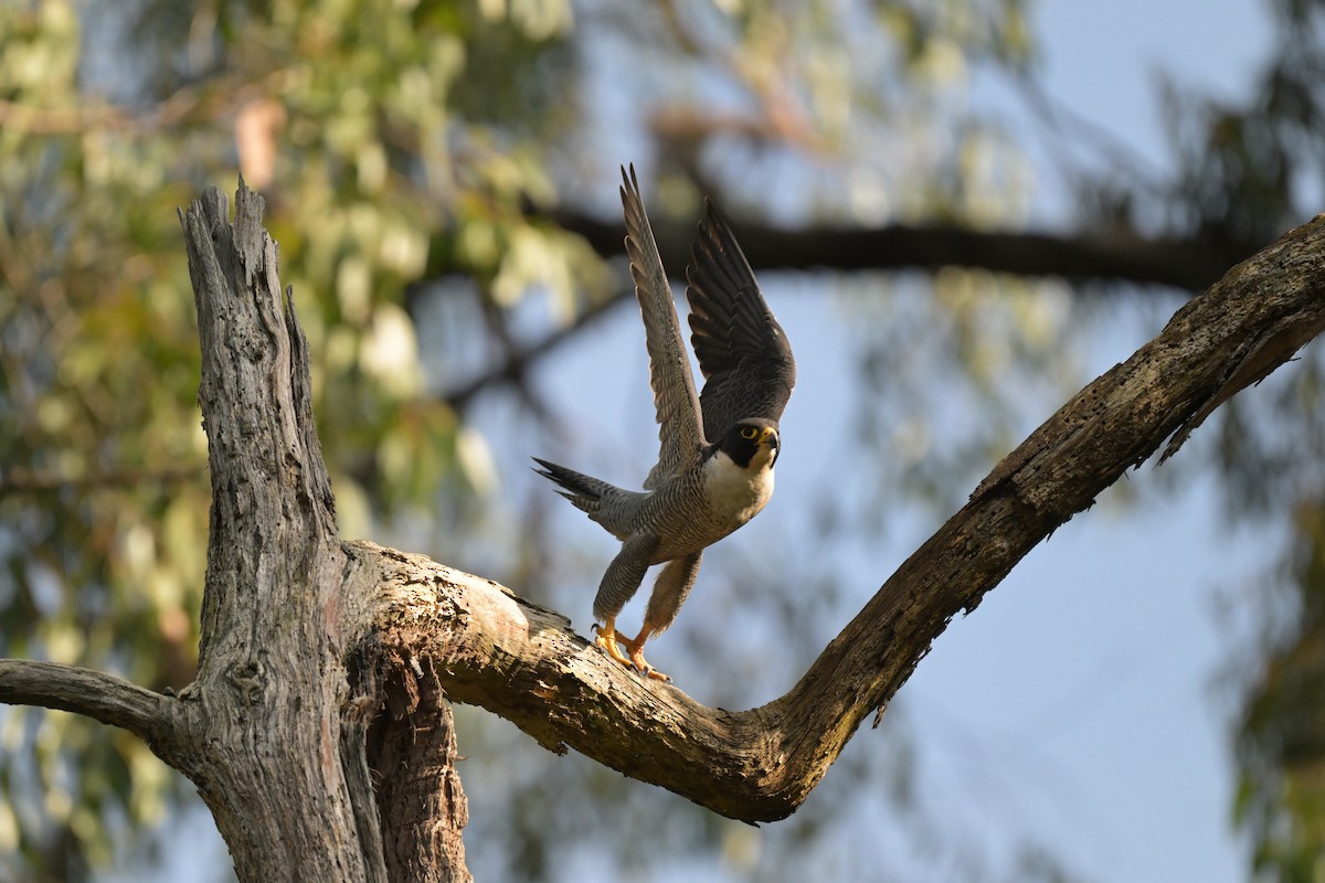 Peregrine Falcon - ML625009973