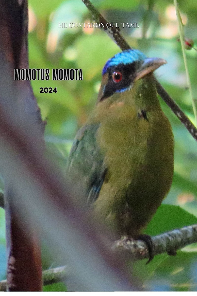 Amazonian Motmot - ML625009975