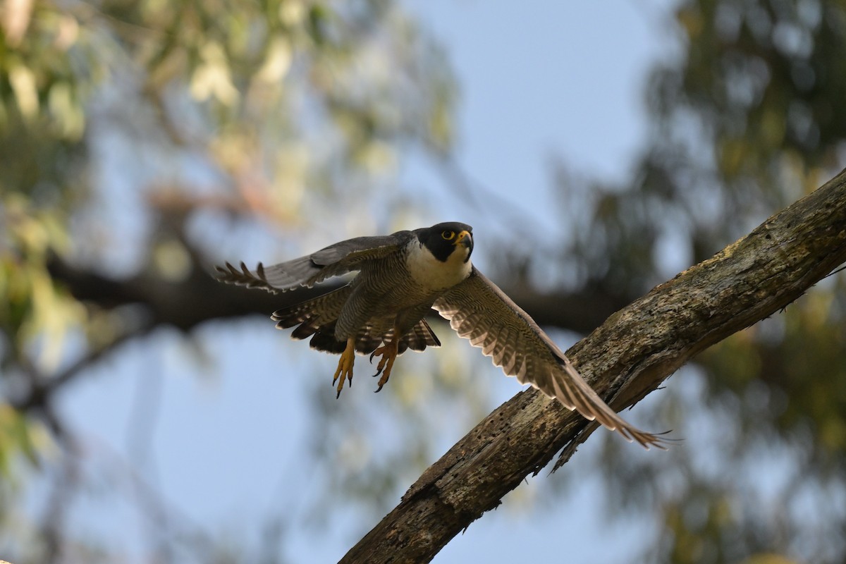 Peregrine Falcon - ML625009986