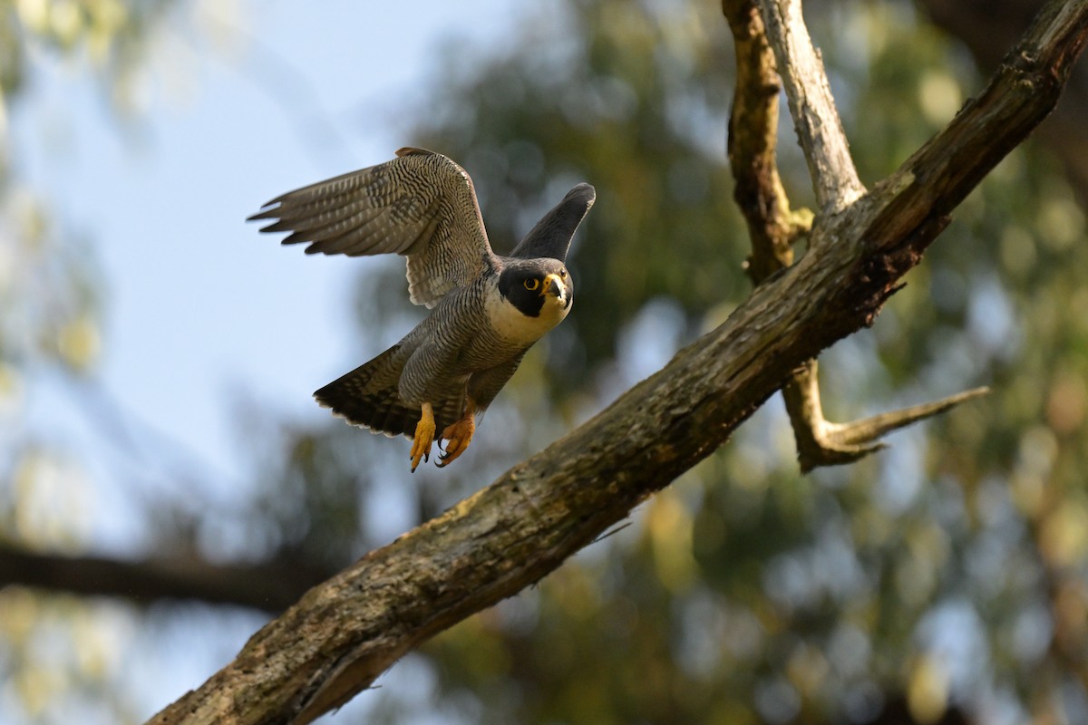 Peregrine Falcon - ML625009987