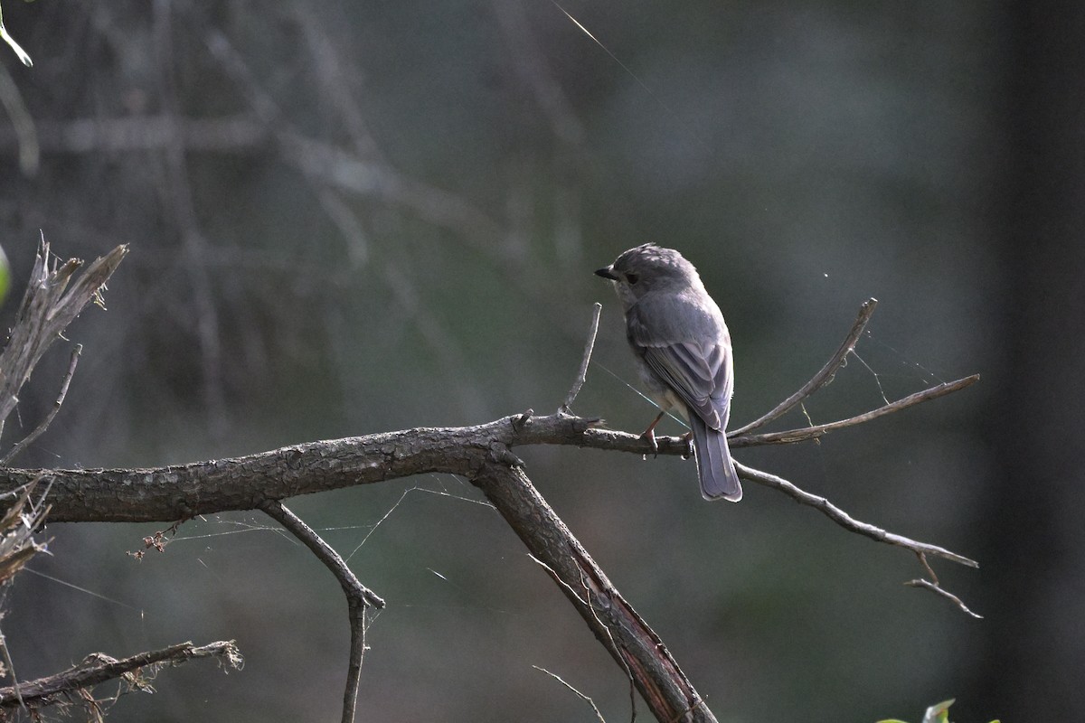 Golden Whistler (Eastern) - ML625010003