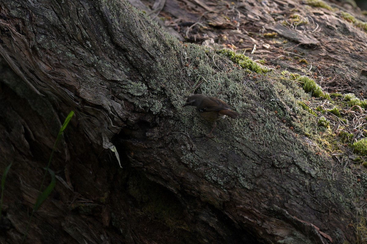 White-browed Scrubwren - ML625010037