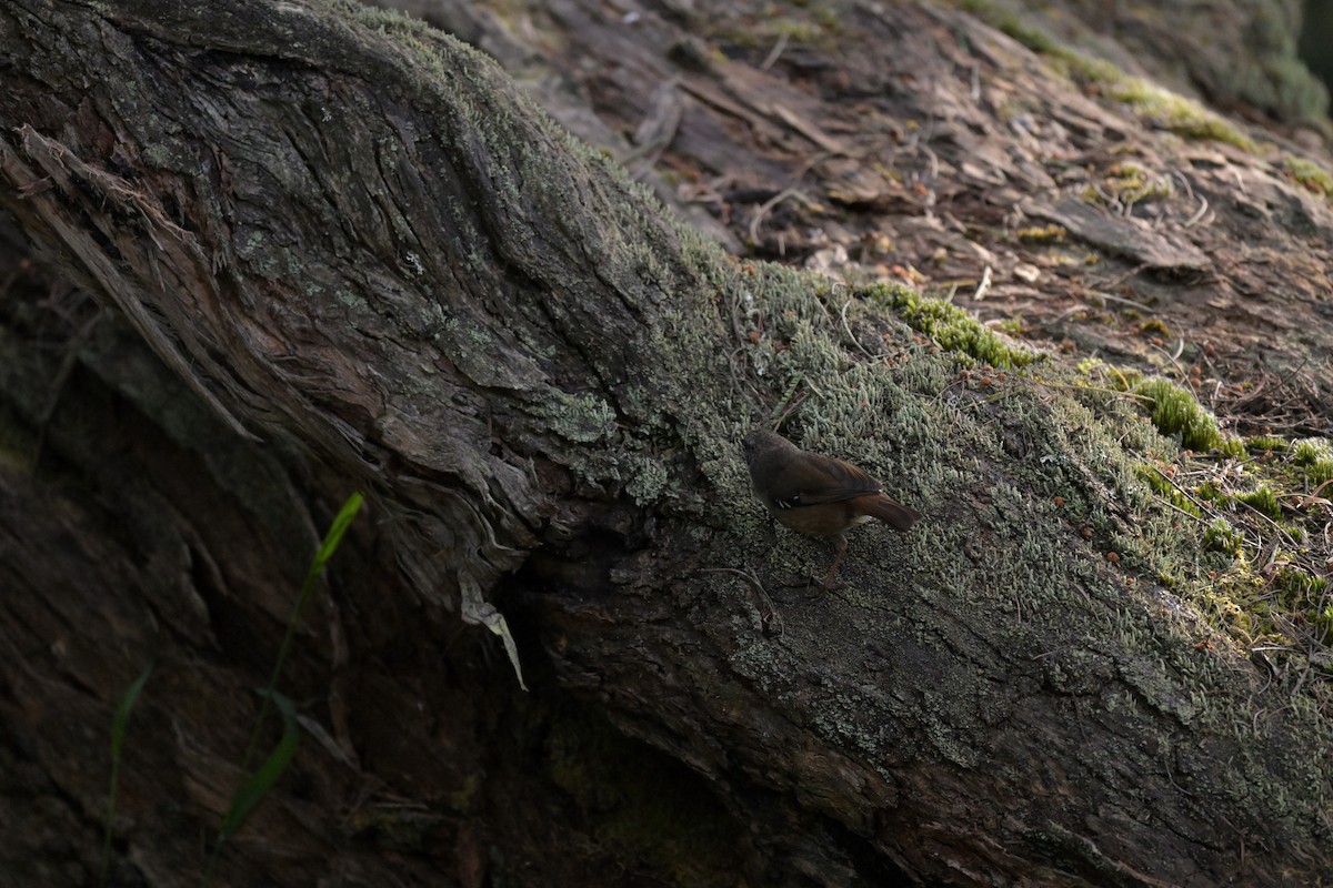 White-browed Scrubwren - ML625010050