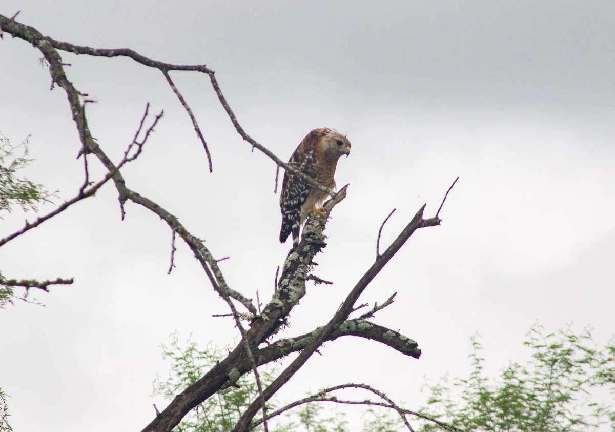 Red-shouldered Hawk - ML625010087