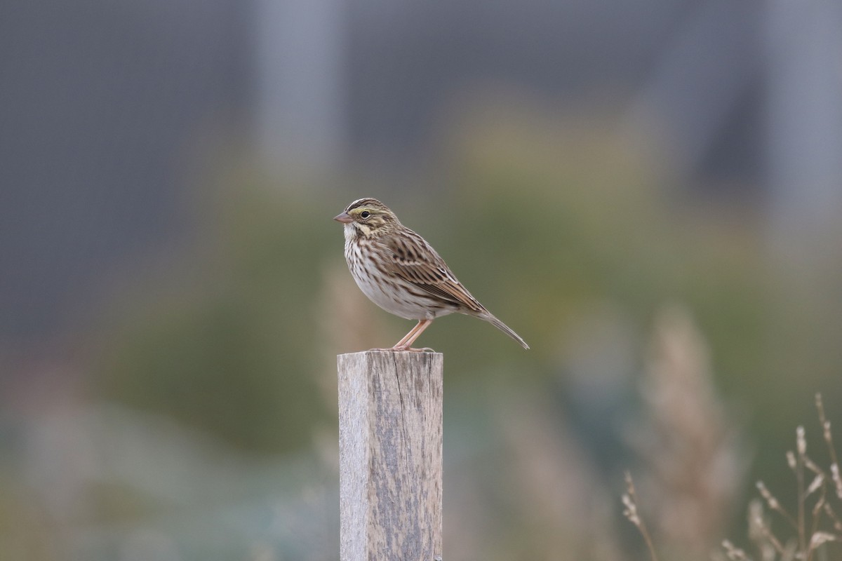 Savannah Sparrow - ML625010112