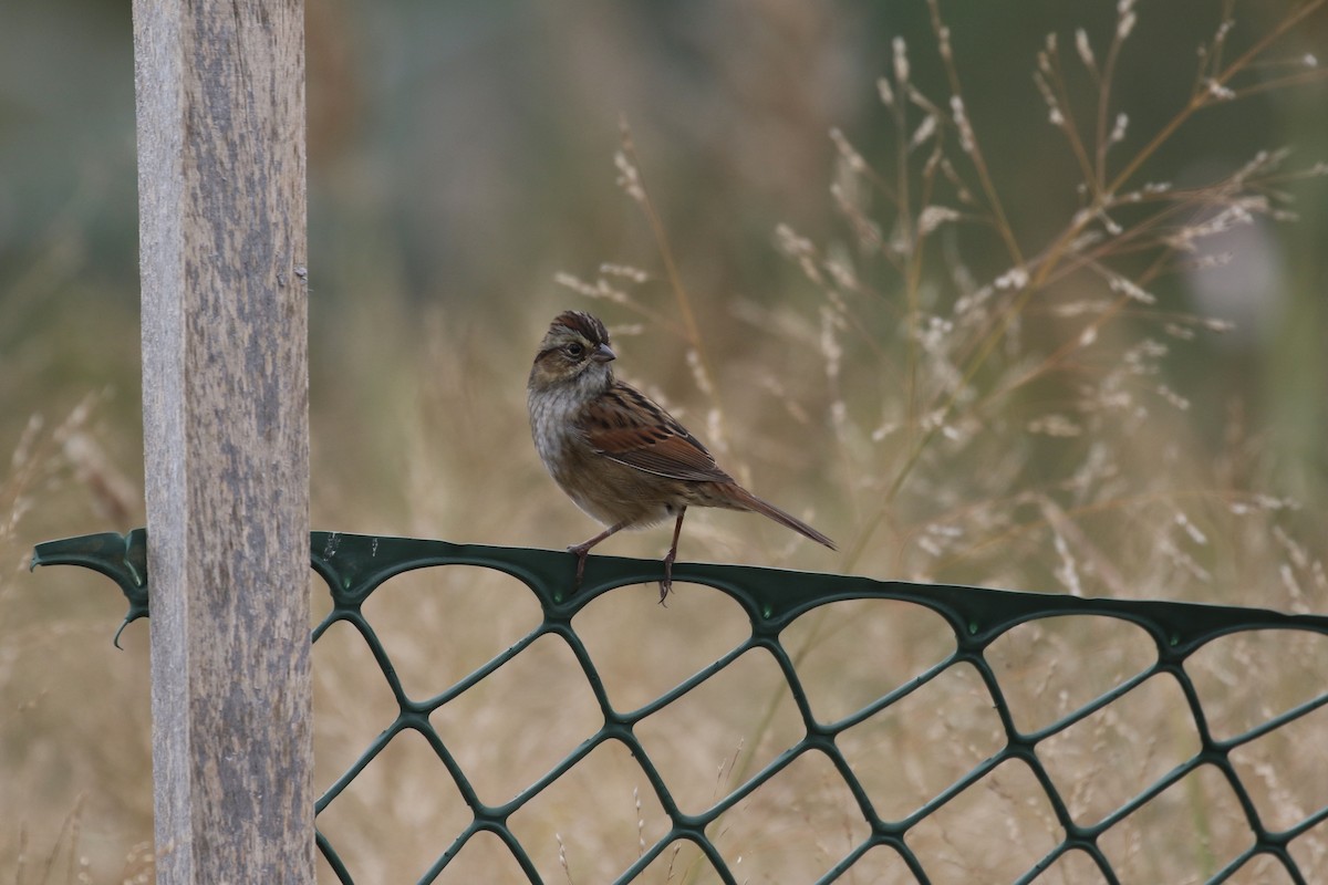 Swamp Sparrow - ML625010114