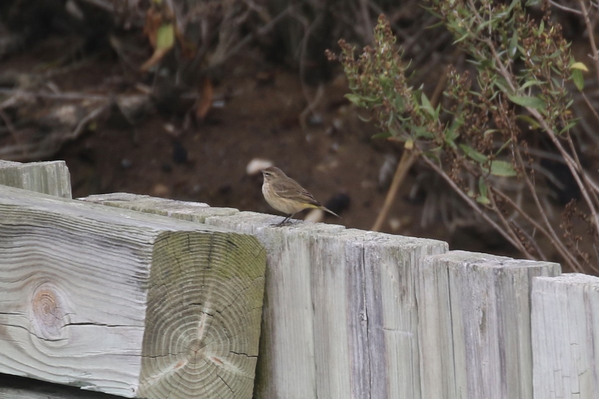 Palm Warbler (Western) - ML625010118