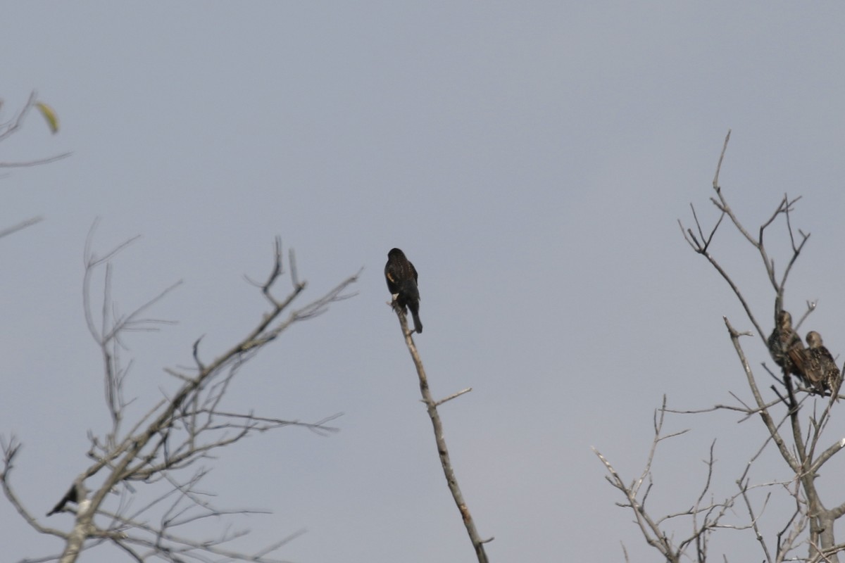 Red-winged Blackbird - ML625010122