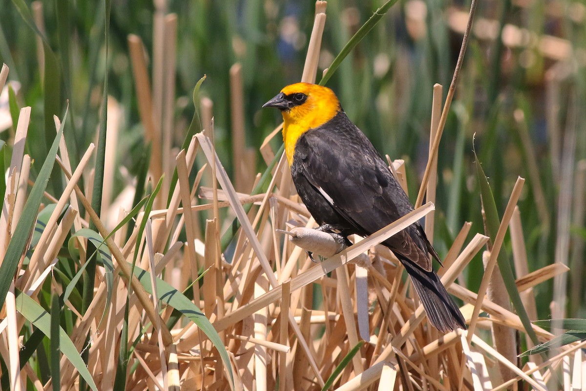 Yellow-headed Blackbird - ML625010139