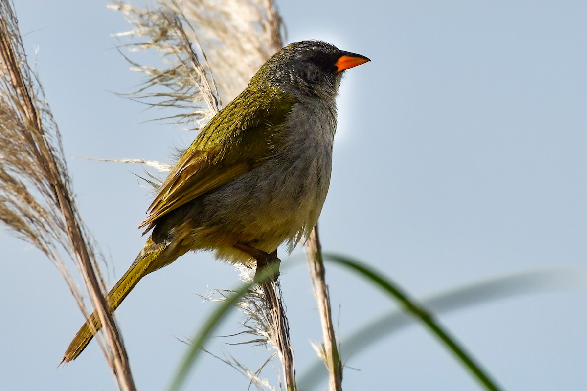 Great Pampa-Finch - ML625010203