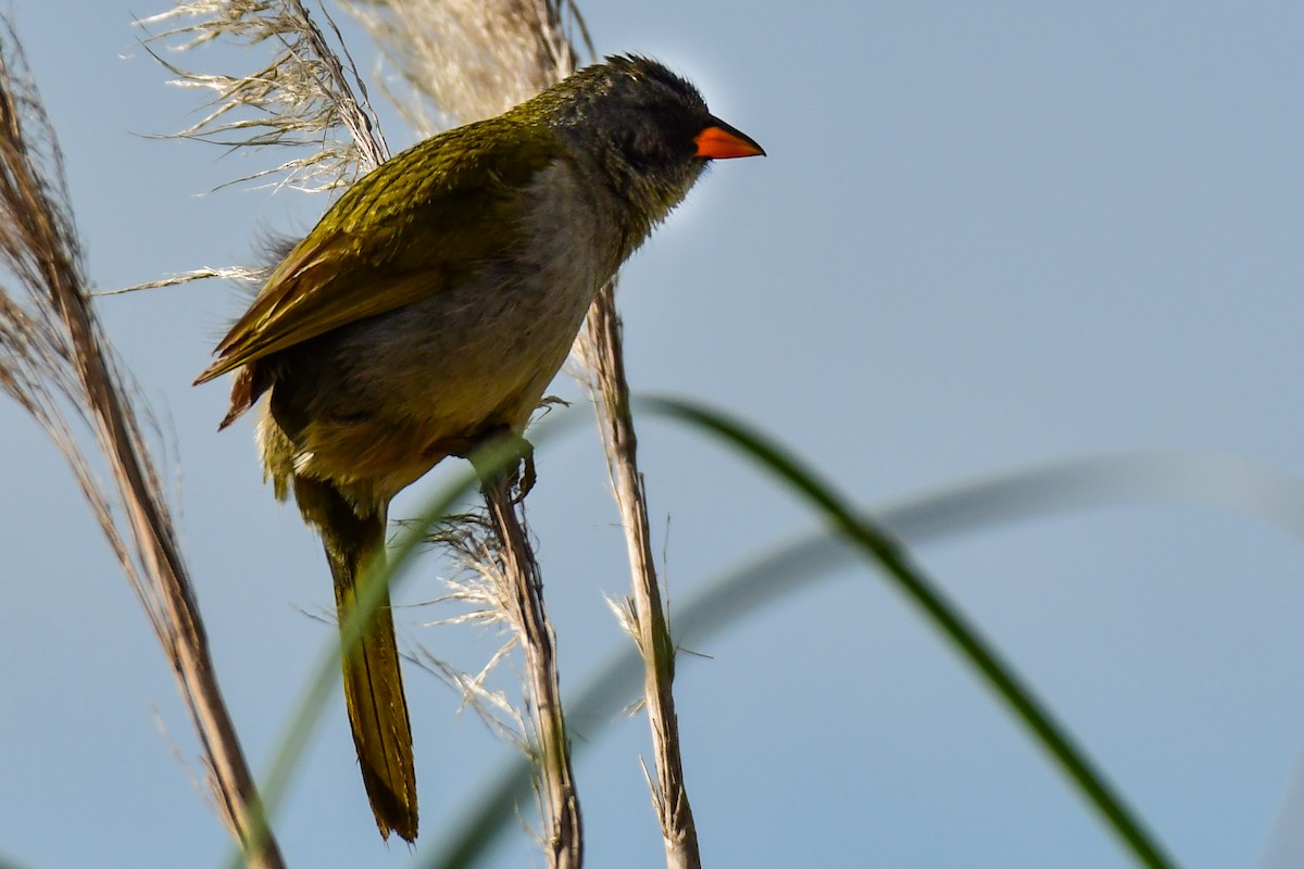 Great Pampa-Finch - ML625010204
