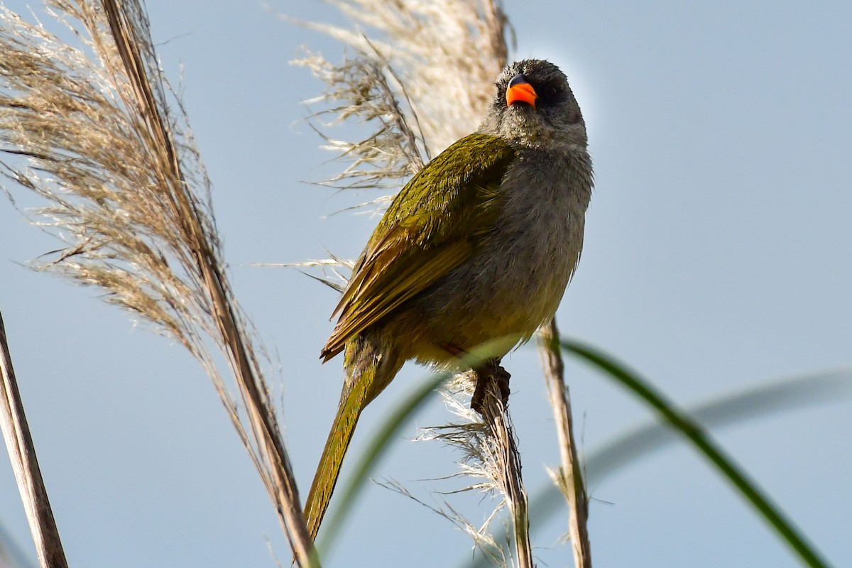 Great Pampa-Finch - ML625010205
