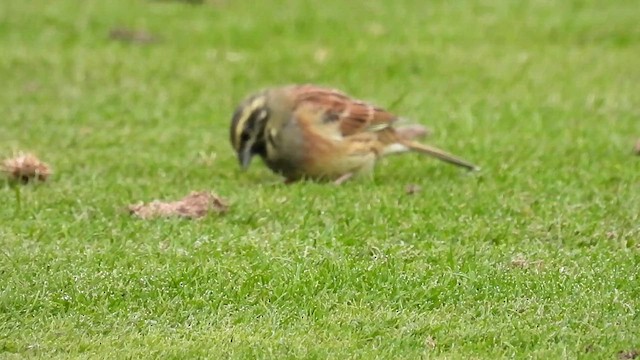 Cirl Bunting - ML625010217