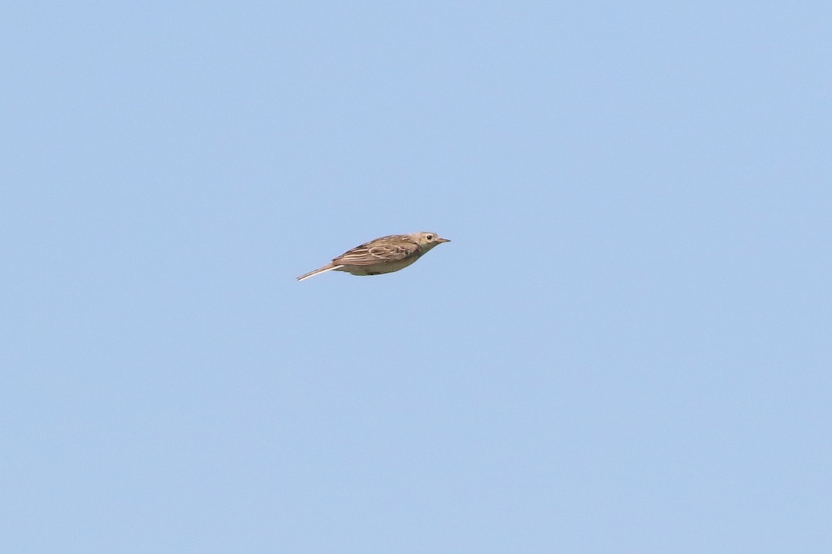 Sprague's Pipit - ML625010237