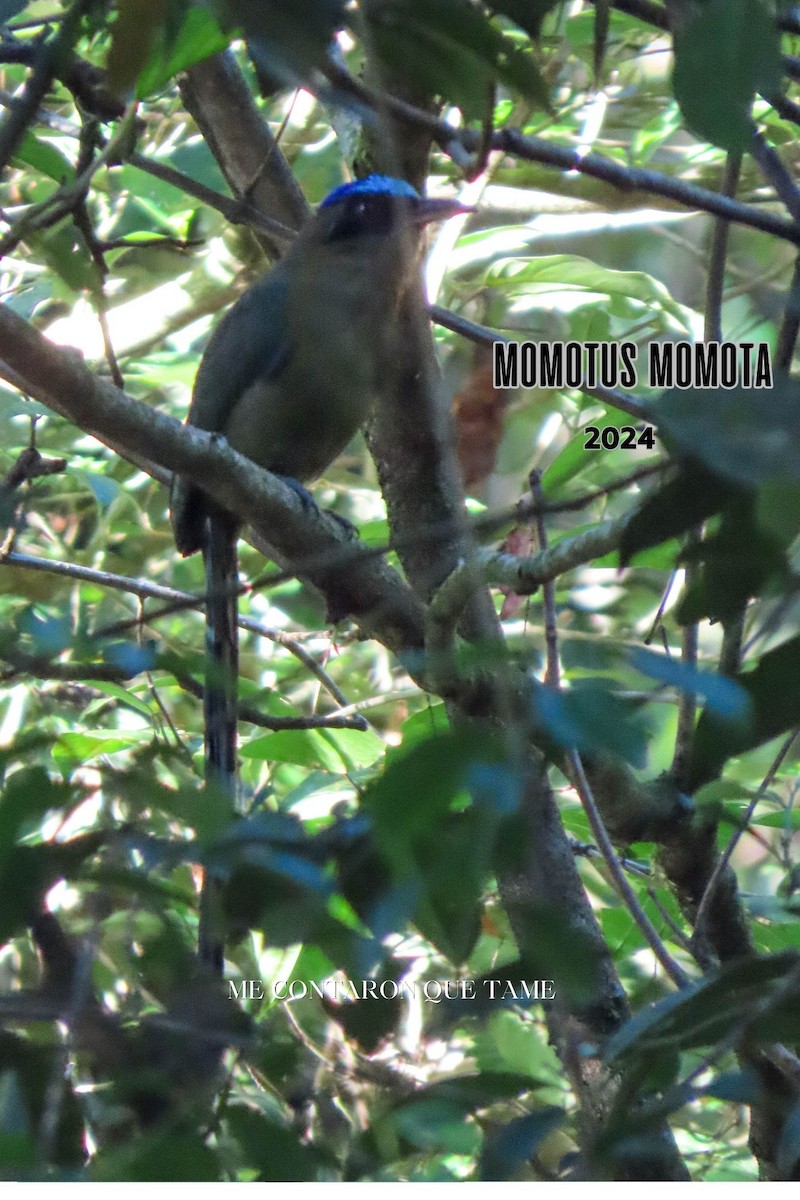 Amazonian Motmot - ML625010260