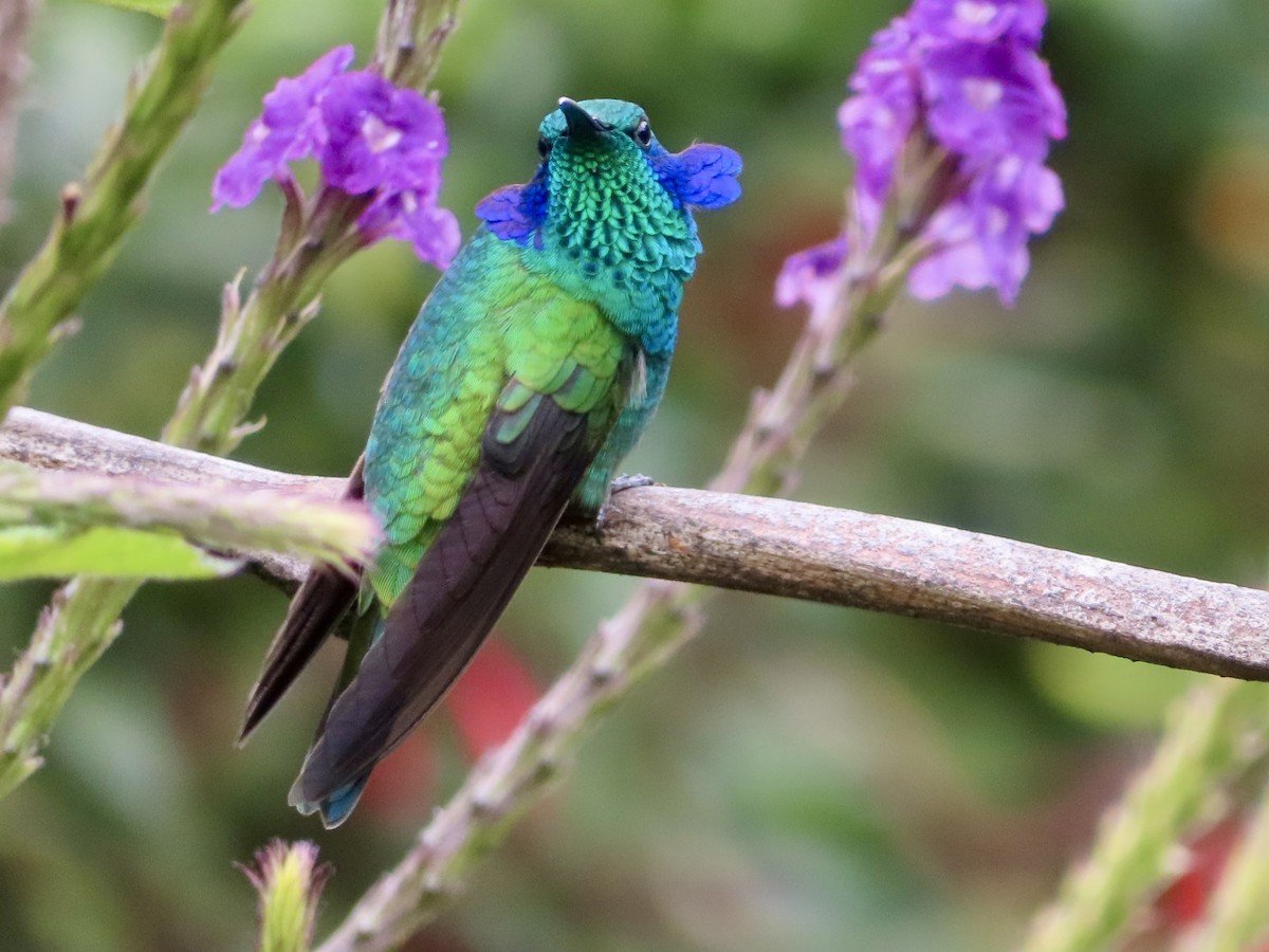 Lesser Violetear - ML625010284