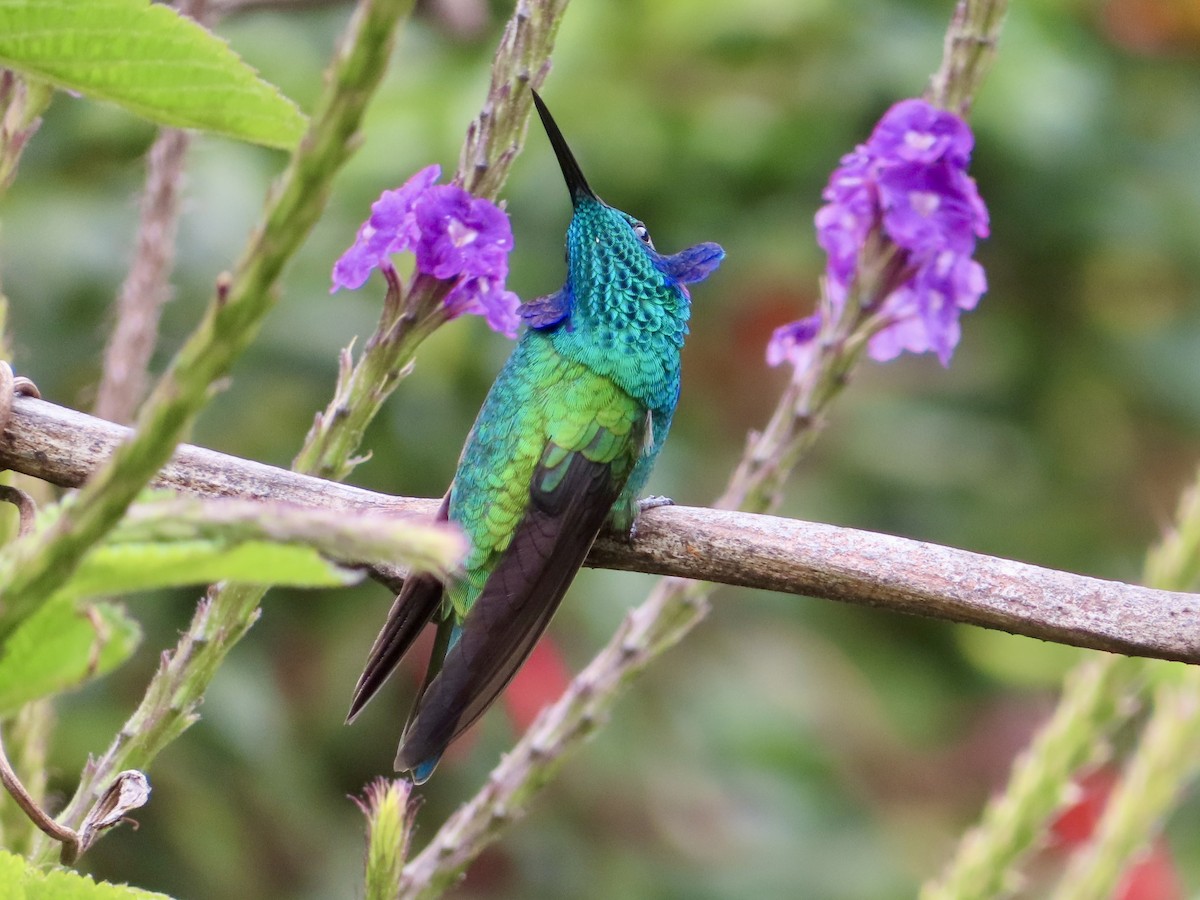 Lesser Violetear - ML625010285