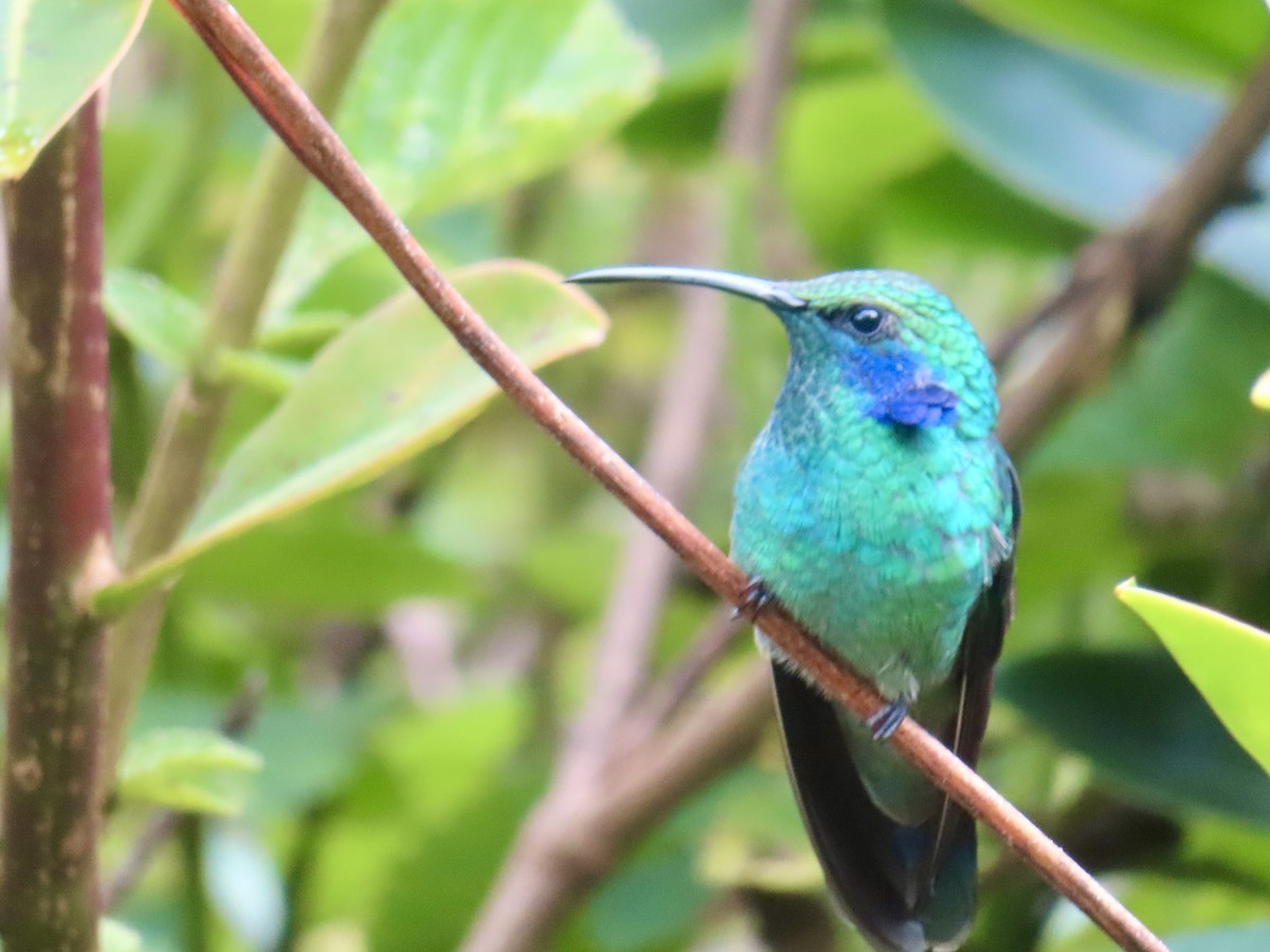 Lesser Violetear - ML625010286