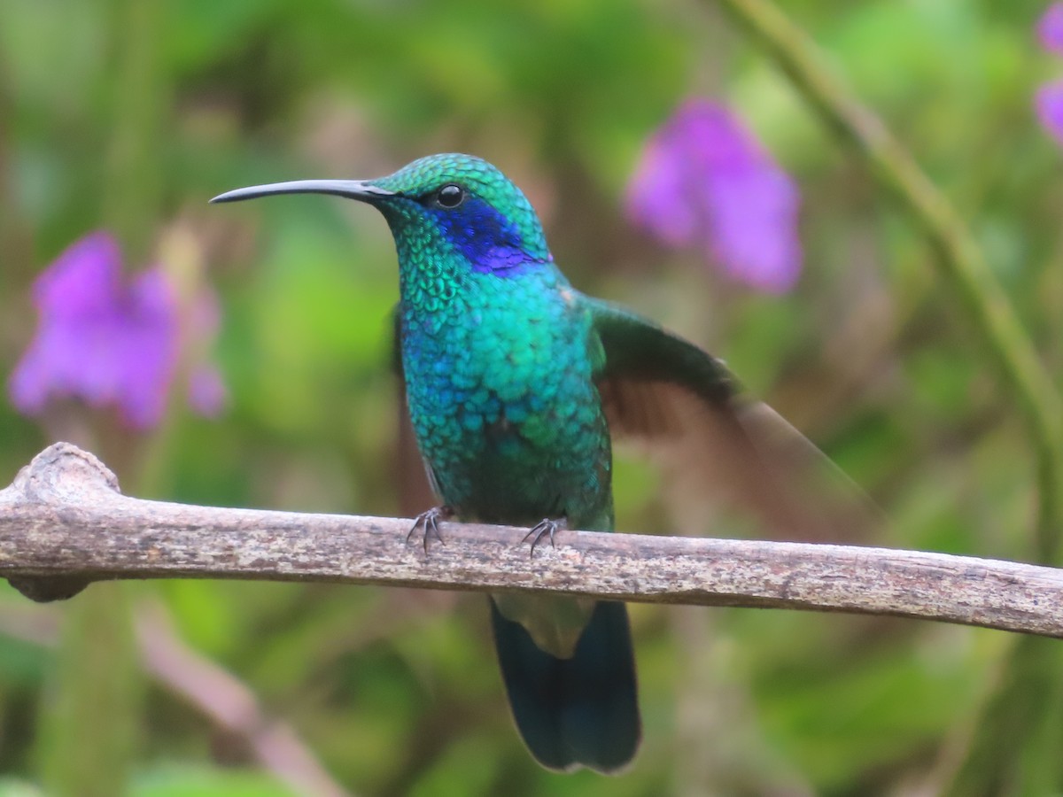 Lesser Violetear - ML625010287