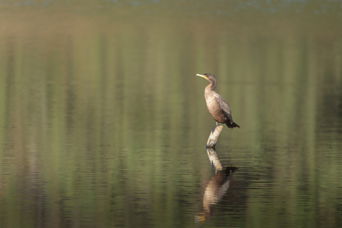Cormoran à aigrettes - ML625010332
