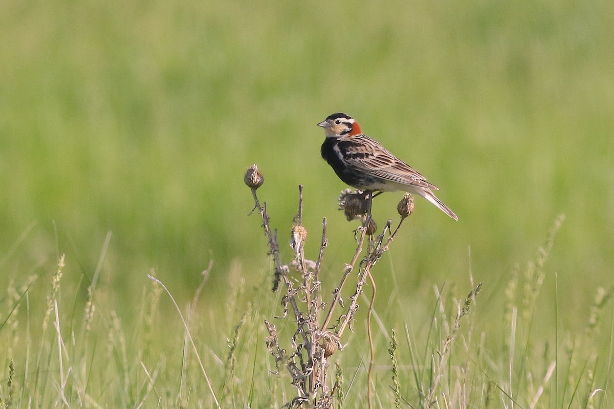 Chestnut-collared Longspur - ML625010424