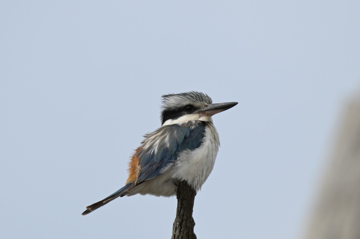 Red-backed Kingfisher - ML625010450