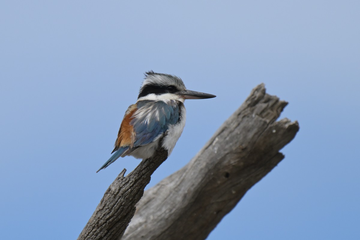 Red-backed Kingfisher - ML625010453