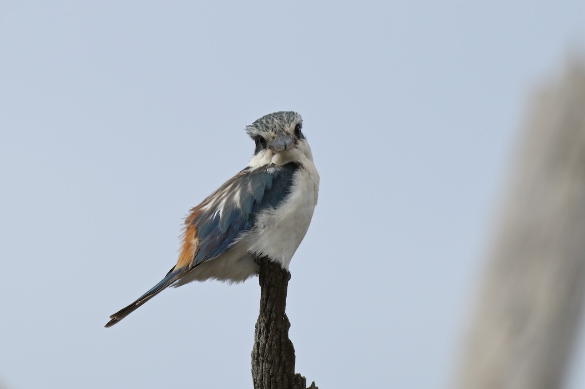 Red-backed Kingfisher - ML625010459