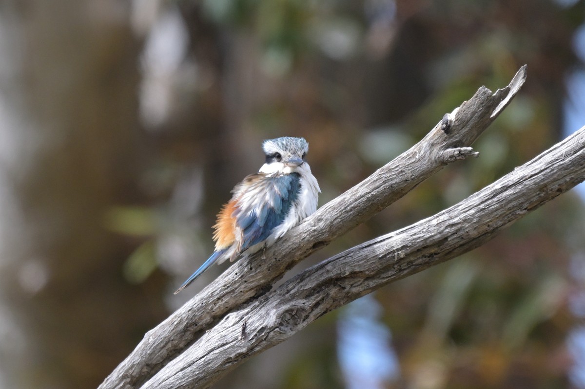 Red-backed Kingfisher - ML625010464