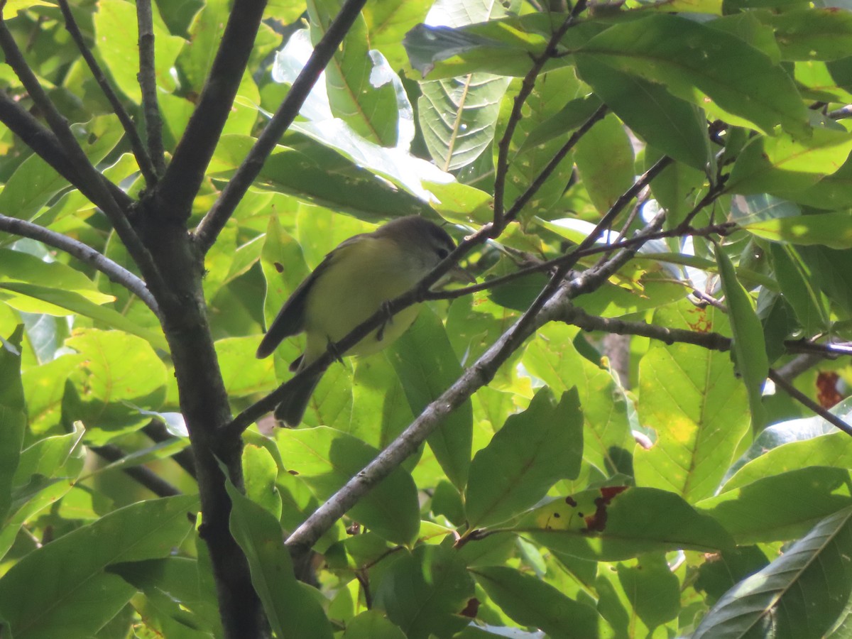 Brown-capped Vireo - ML625010465