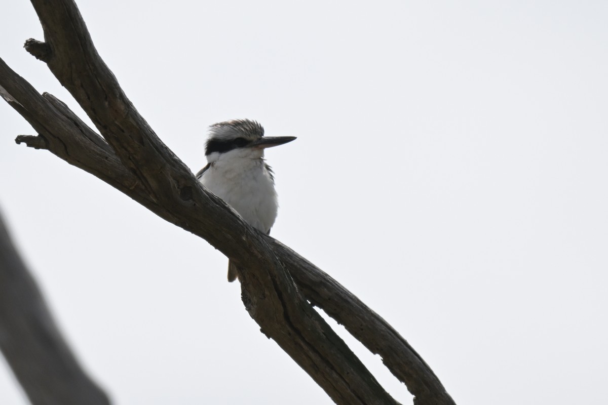 Red-backed Kingfisher - ML625010471