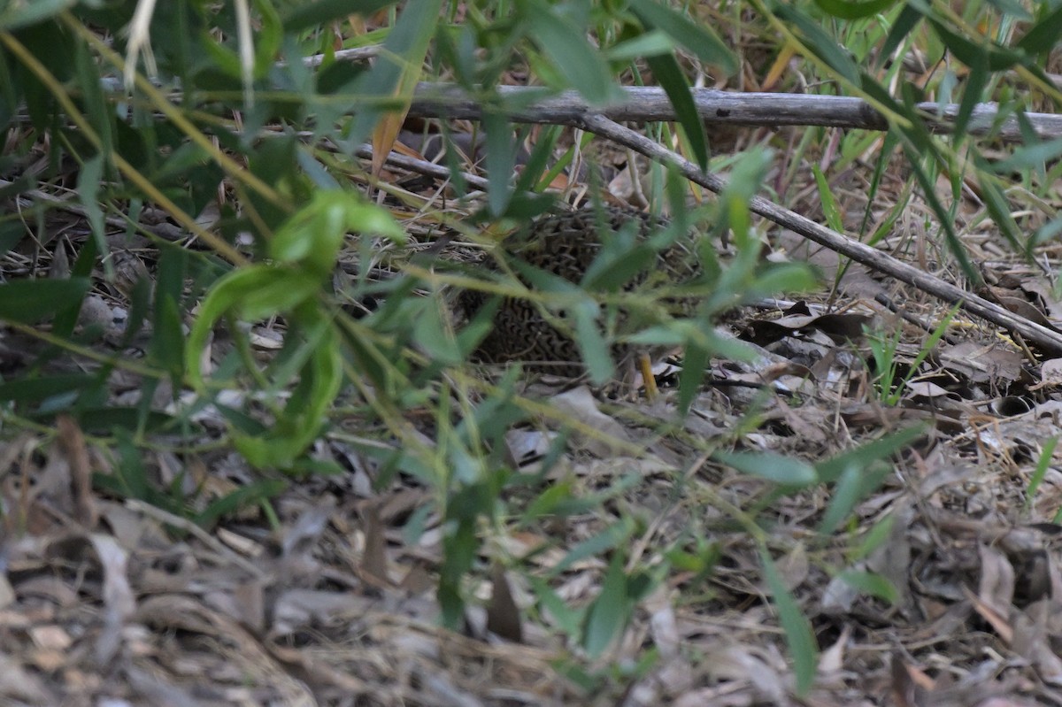 Brown Quail - Ken Crawley