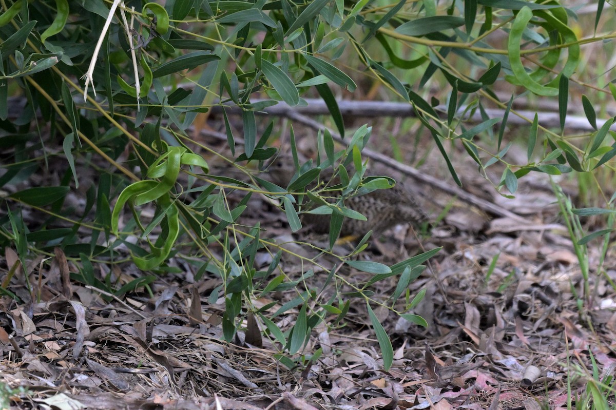 Brown Quail - ML625010502