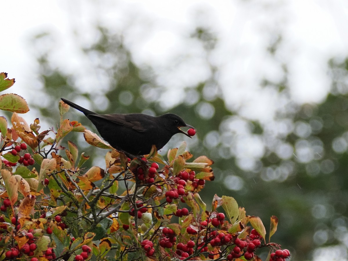 Eurasian Blackbird - ML625010552