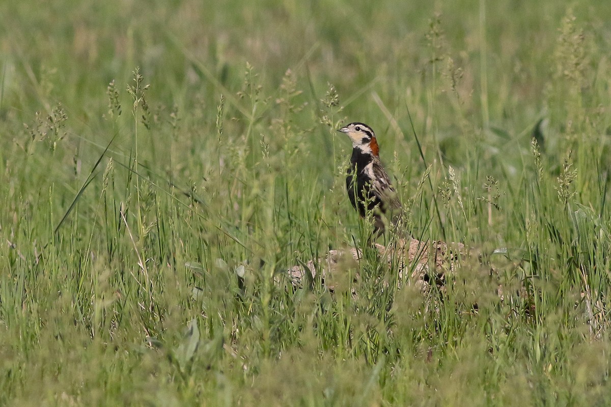 Chestnut-collared Longspur - ML625010610