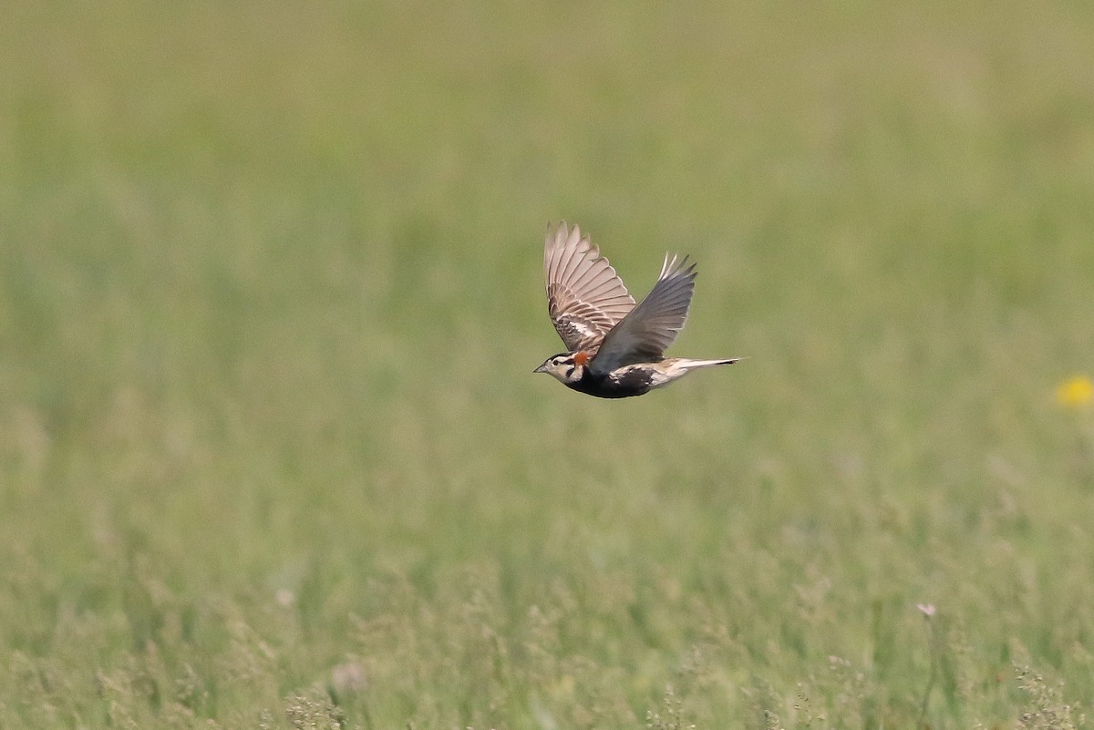 Chestnut-collared Longspur - Michael O'Brien