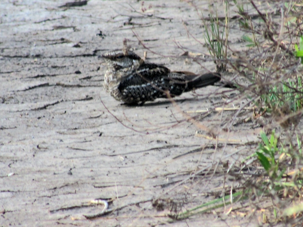 Scissor-tailed Nightjar - ML625010726