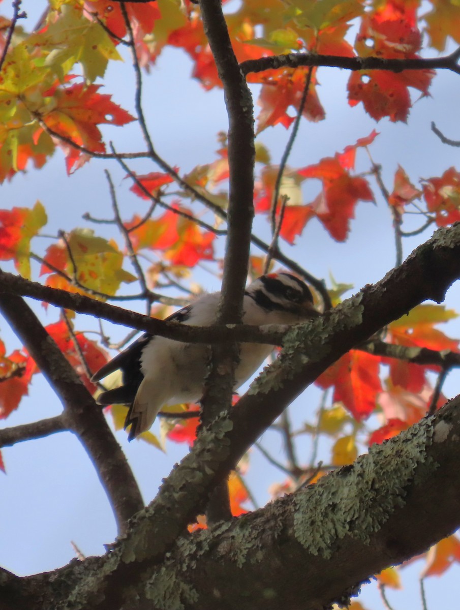 Hairy Woodpecker - ML625010829