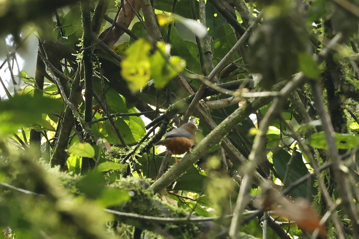 Kongoameisenpicker - ML625010871