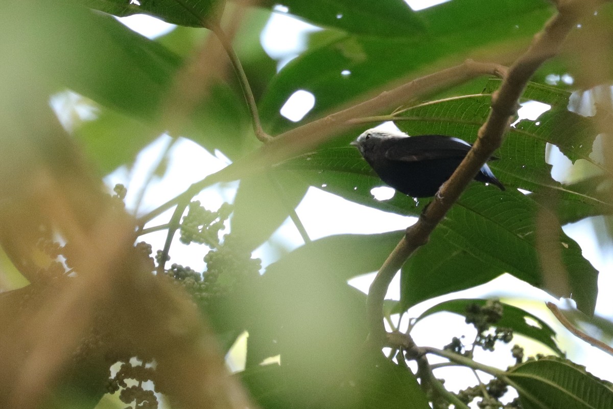 Blue-rumped Manakin - ML625011099