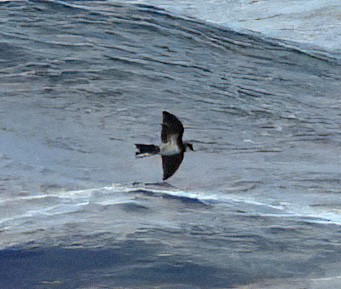 Polynesian Storm-Petrel - ML625011110