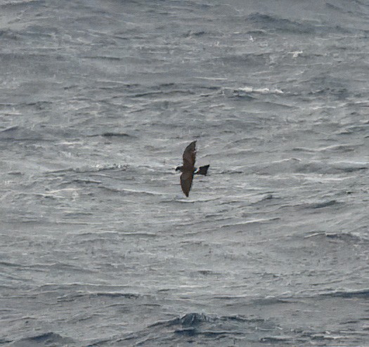 Polynesian Storm-Petrel - ML625011111