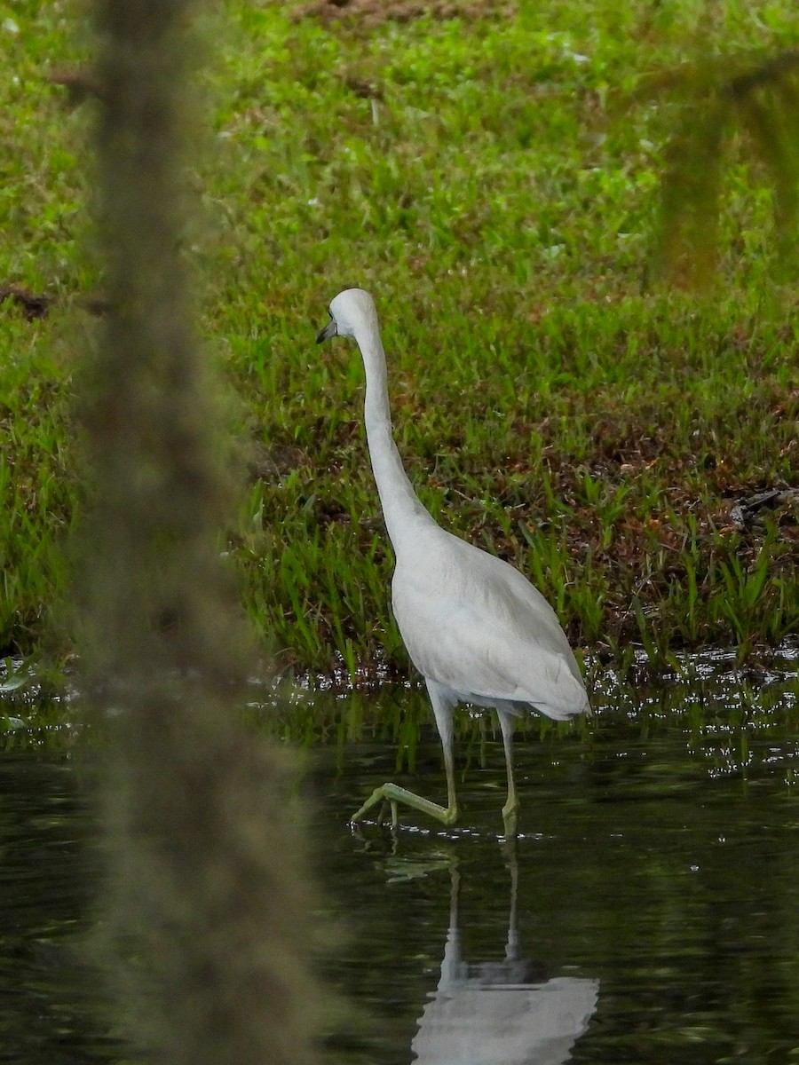 Little Blue Heron - ML625011113