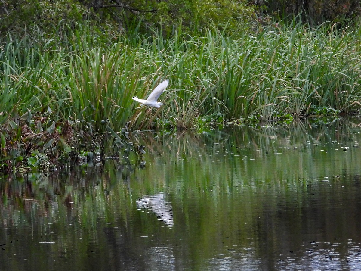 Little Blue Heron - ML625011114