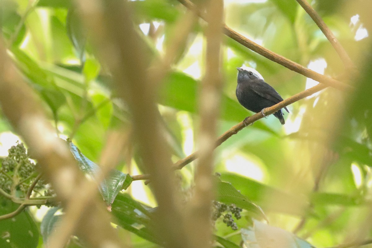 Blue-rumped Manakin - ML625011157