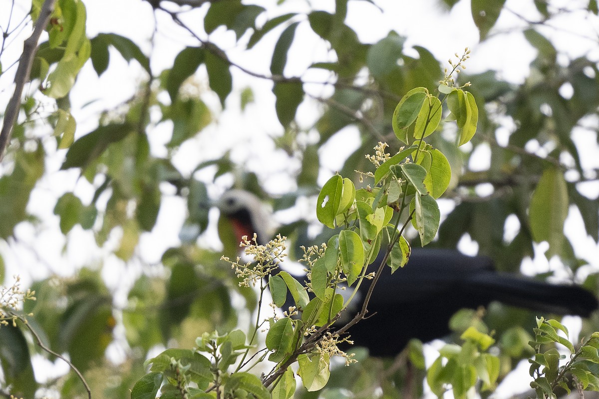 Red-throated Piping-Guan - Wayne Lattuca