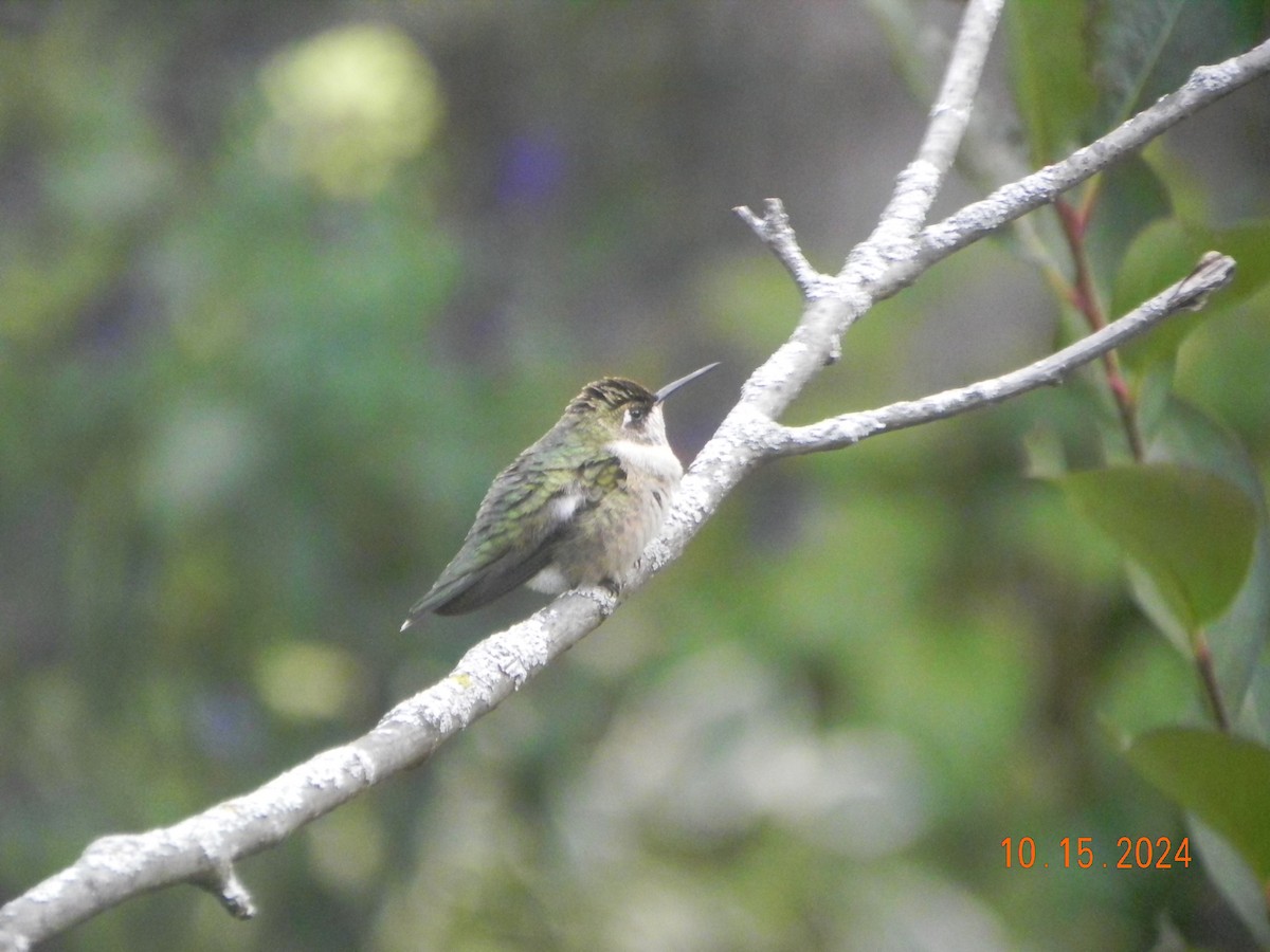 Ruby-throated Hummingbird - ML625011273