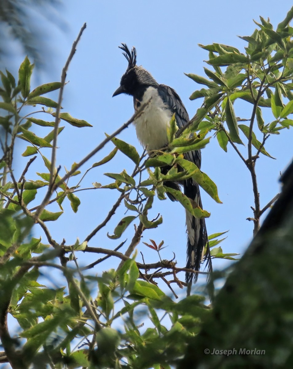 Black-throated Magpie-Jay - ML625011323