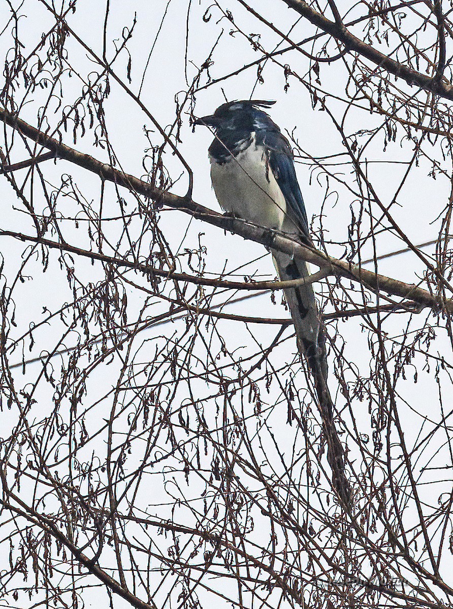 Black-throated Magpie-Jay - ML625011324